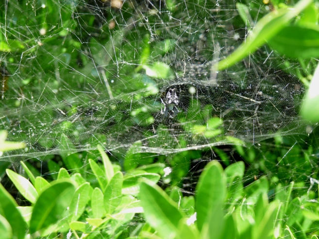 Sapiente architetto: Cyrtophora citricola